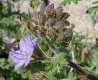 Phacelia distans