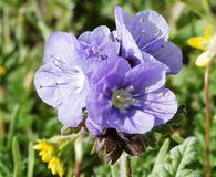 Phacelia douglasii