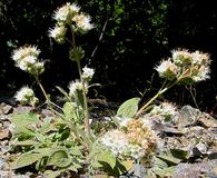 Phacelia egena