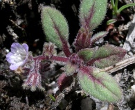 Phacelia eisenii