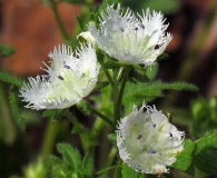 Phacelia fimbriata