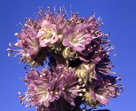 Phacelia franklinii