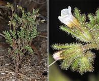 Phacelia glandulifera