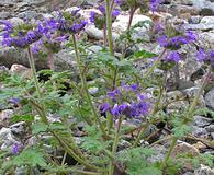 Phacelia glandulosa