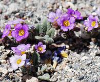 Phacelia gymnoclada