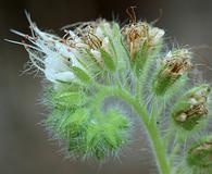 Phacelia heterophylla