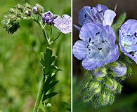 Phacelia hirsuta