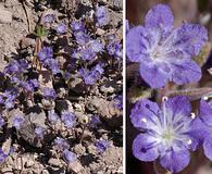 Phacelia humilis