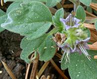 Phacelia hydrophylloides