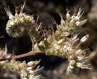 Phacelia imbricata