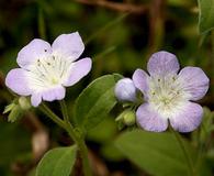 Phacelia insularis