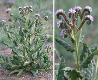 Phacelia integrifolia