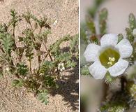 Phacelia ivesiana