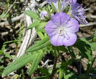 Phacelia linearis