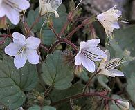 Phacelia longipes