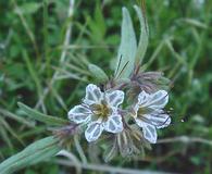 Phacelia mohavensis