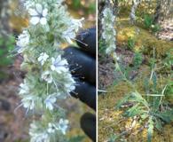 Phacelia mollis