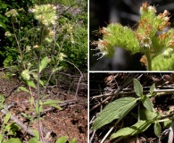 Phacelia mutabilis