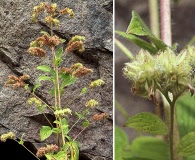 Phacelia nemoralis