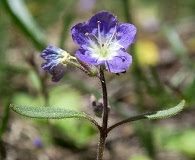 Phacelia peckii