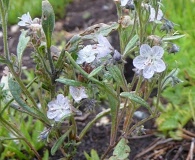 Phacelia pringlei