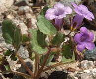 Phacelia pulchella