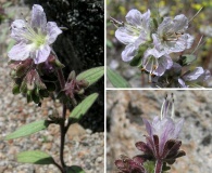 Phacelia purpusii