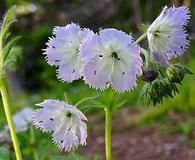 Phacelia purshii