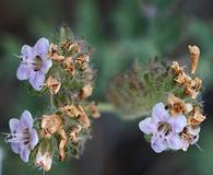 Phacelia ramosissima