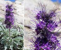 Phacelia sericea