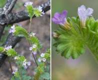 Phacelia suaveolens