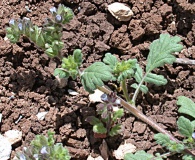 Phacelia thermalis