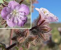 Phacelia vallis-mortae