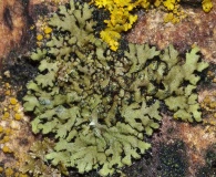 Phaeophyscia hispidula