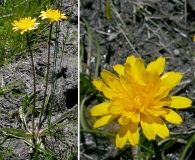 Phalacroseris bolanderi