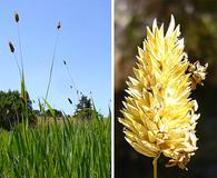 Phalaris californica