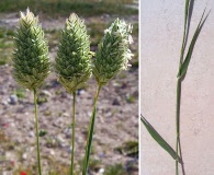 Phalaris canariensis