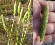 Phalaris paradoxa