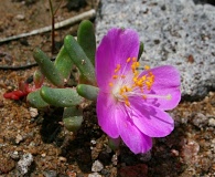 Phemeranthus brevicaulis