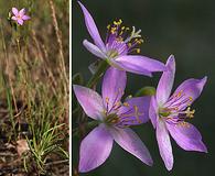 Phemeranthus rugospermus