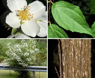 Philadelphus coronarius