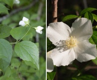 Philadelphus hirsutus