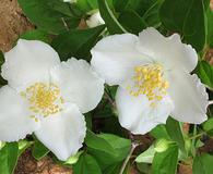 Philadelphus inodorus