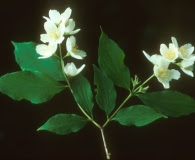 Philadelphus pubescens