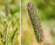 Phleum alpinum