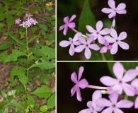 Phlox amplifolia