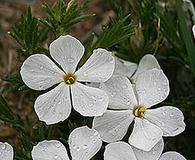 Phlox andicola