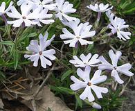 Phlox bifida