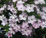 Phlox caespitosa