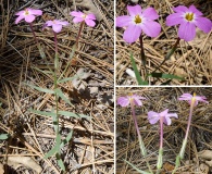 Phlox dolichantha